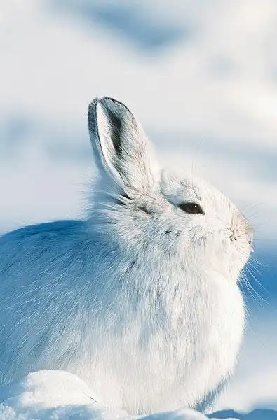 雪地里休息的雪兔