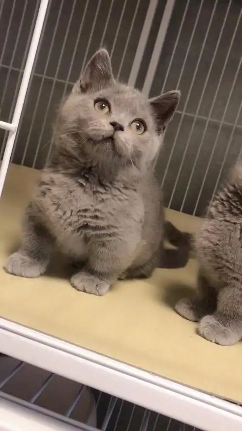 蓝猫矮脚英短蓝白美短