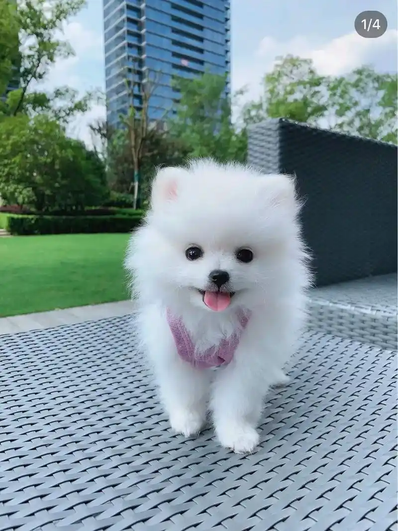 茶杯博美 找新家小体比熊 坐标杭州上门.繁育茶杯犬各个品种  - 抖音