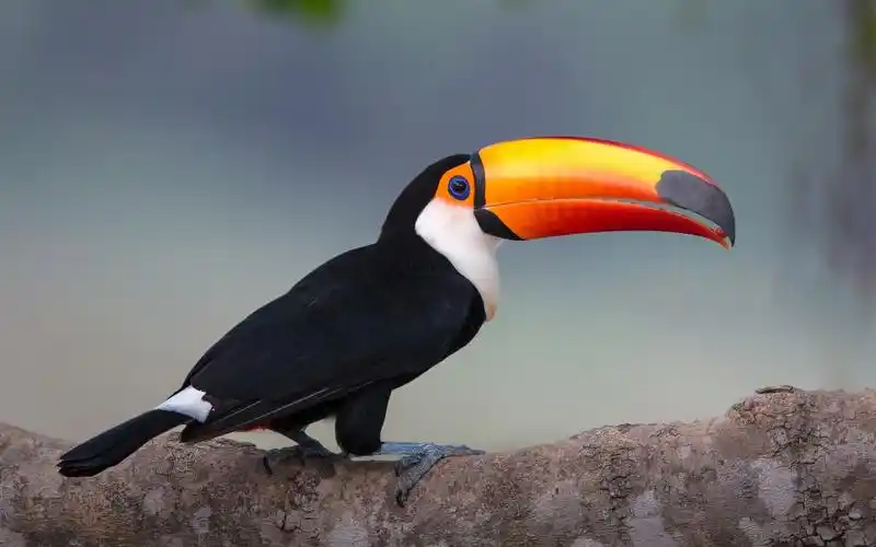 世界上嘴巴最大的鸟巨嘴鸟