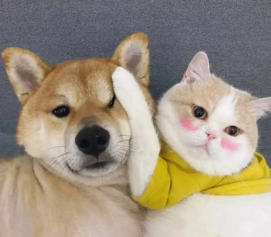 创作灵感 #图文来了 #萌宠  情侣头像拿走不谢 - 抖音