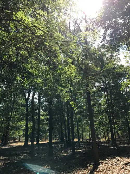 温带落叶阔叶林