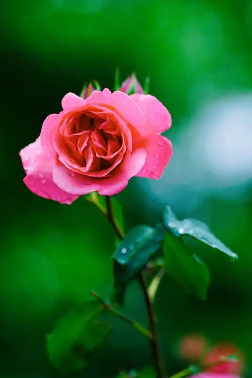 莲花池公园(月季花)(2020年5月8日)