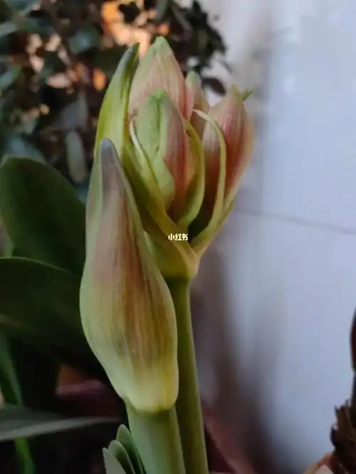 朱顶红要开花啦