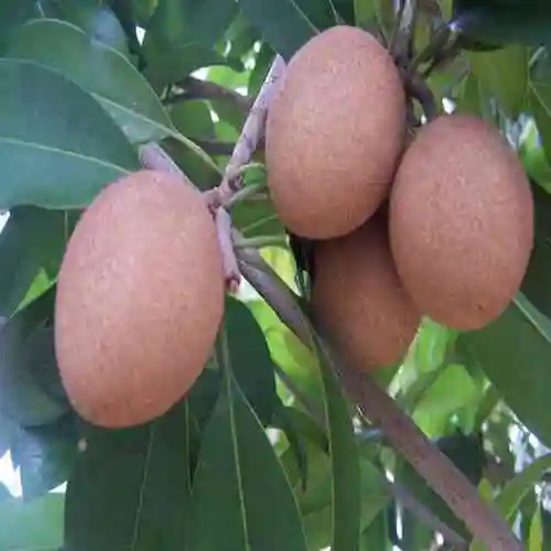 人心果的作用与功效有哪些?人心果的这些作用和功效你还不知道吗?