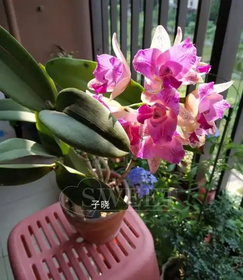 哥伦比亚国花:三向卡特兰