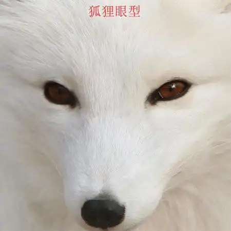 拥有狐狸眼的女人一生感情运势如何?