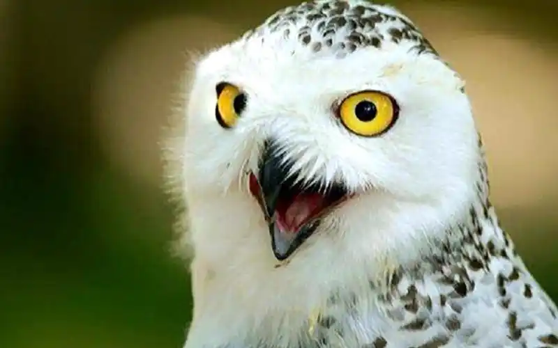 猫头鹰不能笑,否则很恐怖!