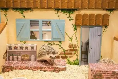 这是刺猬的小房子.