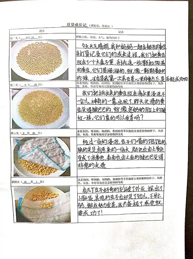 四年级语文观察日记,第一次养黄豆芽,收获满满#绿豆发芽观察日