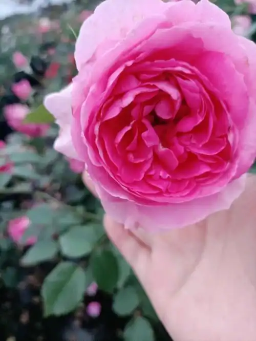 月季花海,花的海洋太美了#花园  #花海  #月季  #我的月季花