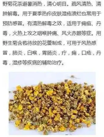 野菊花茶的功效与作用—野外菊花功效多