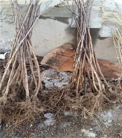 12公分山楂树,10公分山楂树报价