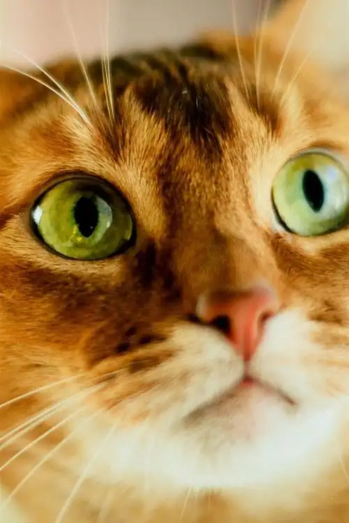 可爱的橘猫,脸,绿色的眼睛