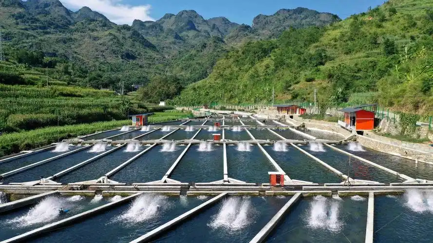 贵州安龙:做好"水文章" 深山养鲟鱼