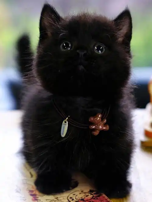 纯黑曼基康矮脚弟弟黑猫黑色矮脚猫宠物猫