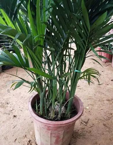 凤尾竹富贵椰子阳台客厅室内大绿植原土发货4050厘米左右袖珍椰子不含