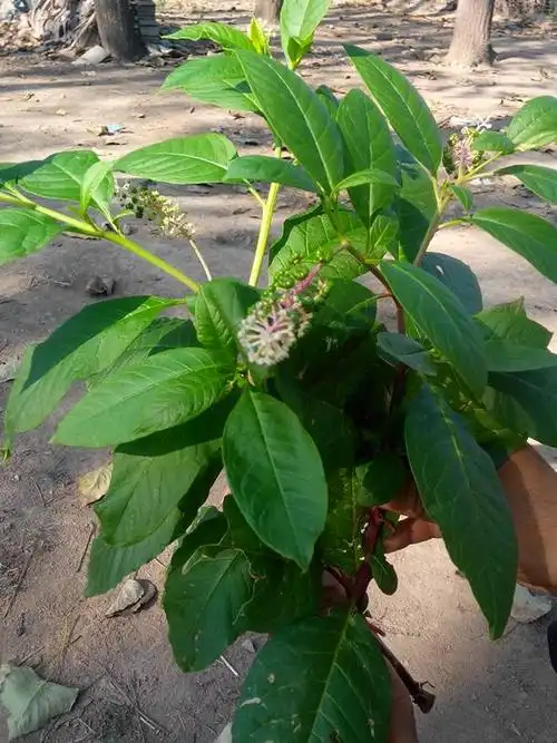 人参树,叶子是这样的吗? 有没有行家嘞