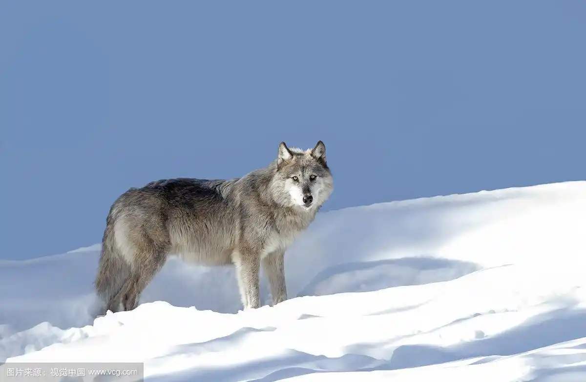 银色的黑狼在冬天的雪