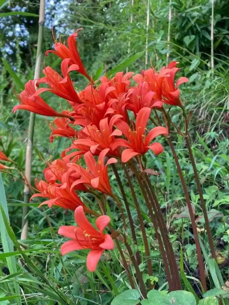 山坡上一丛耀眼的被国外人称作"魔术花"的红花石蒜,正开的如火如荼