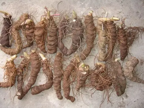 重楼 国产重楼 干统货 产地 四川省_中药材诚实通