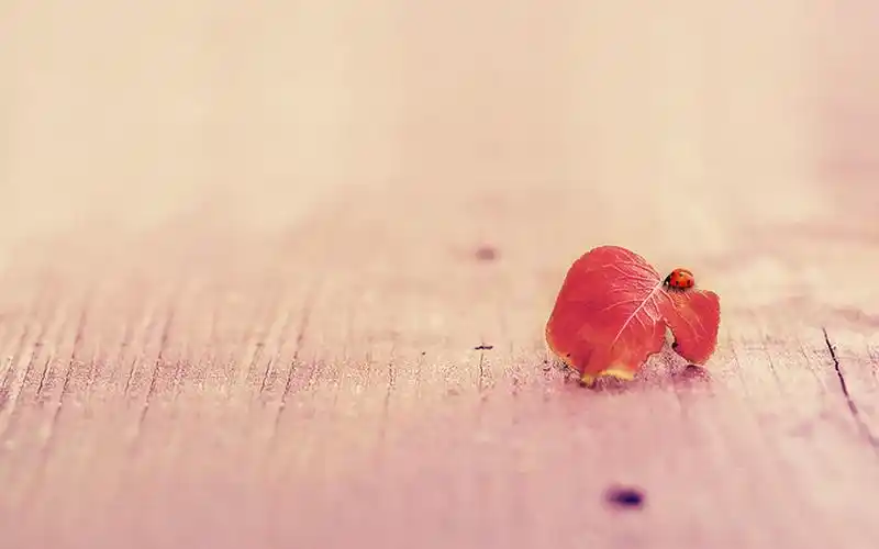 电脑壁纸 风景壁纸 风景图片 唯美风景qq背景装扮