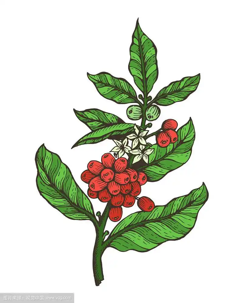 咖啡树彩色植物