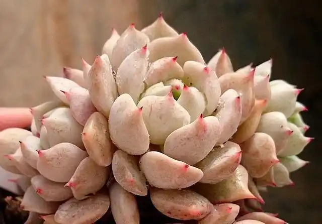 冬天养护多肉红爪,注意这四点,株型紧凑叶尖猩红更诱人