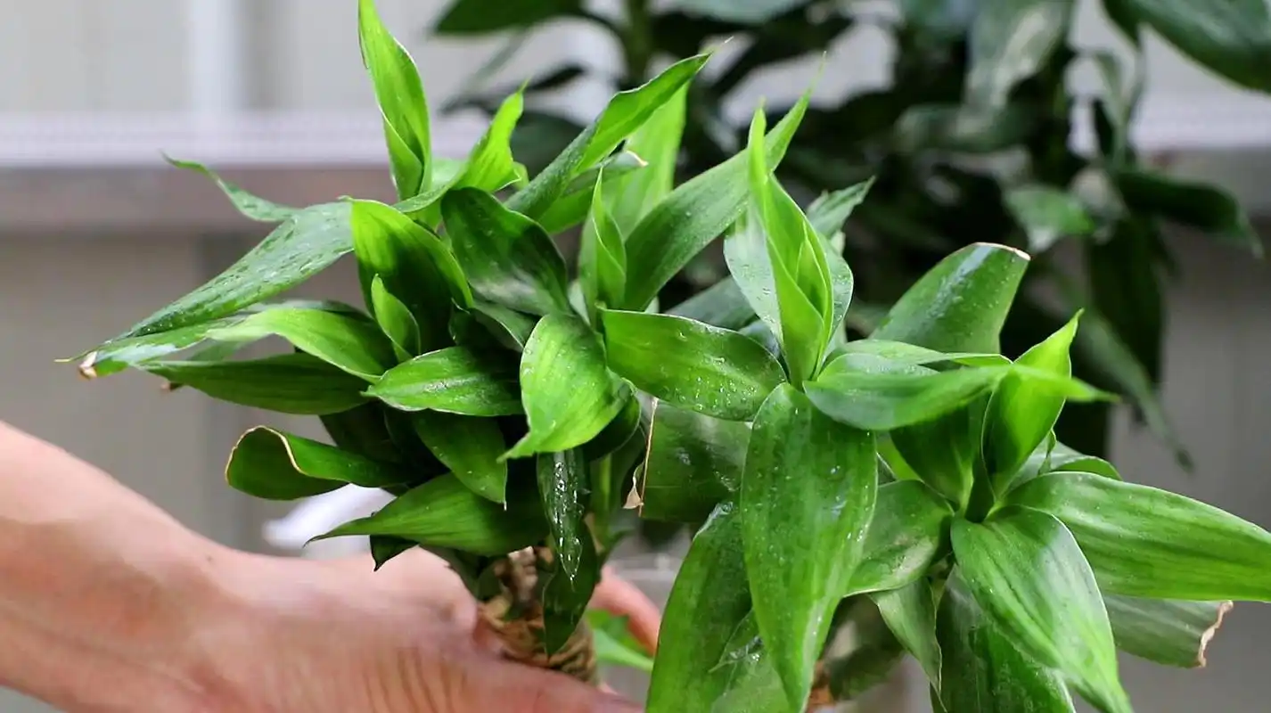 富贵竹的养殖方法和注意事项