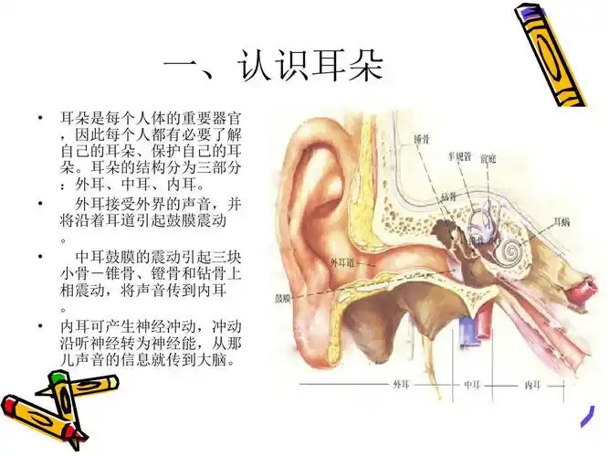 无忧文档 所有分类 保护我的耳朵幼儿园ppt 第5页 (共19页,当前第5页)