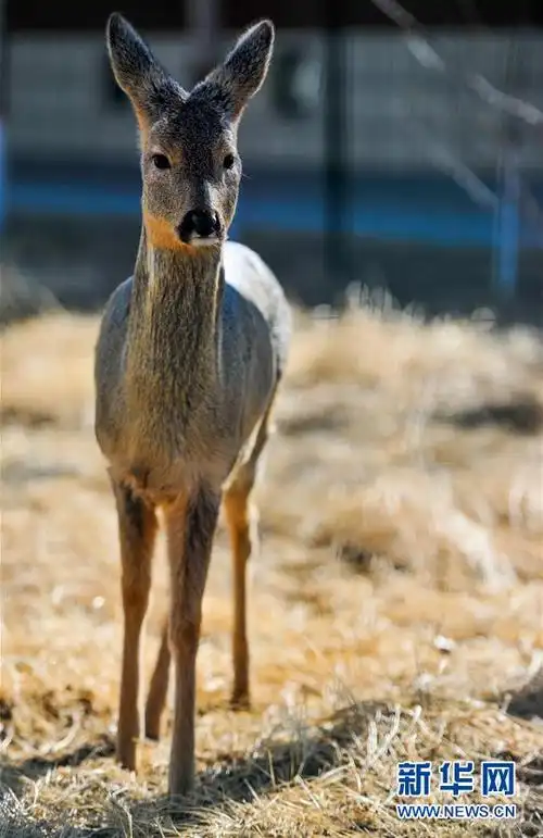 救助野生动物 保护草原生态