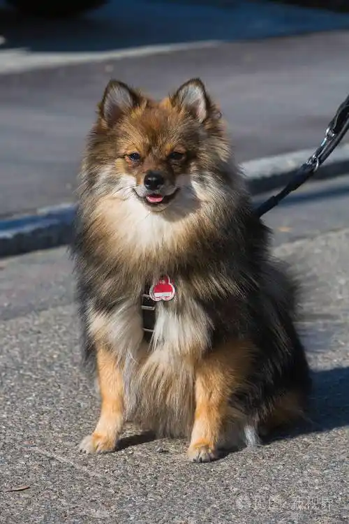 可爱的波美拉尼亚宠物狗