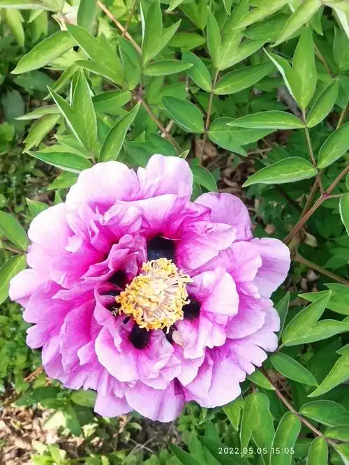 99国花中的珍品,紫斑牡丹