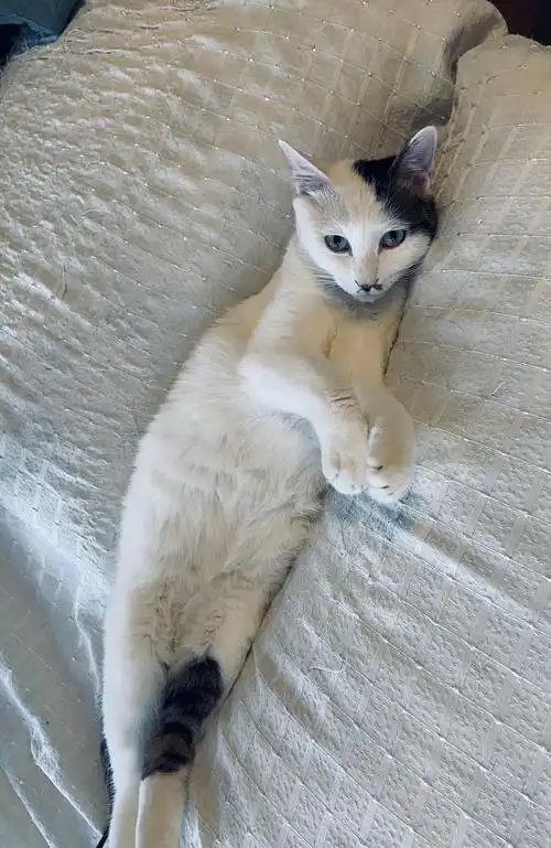 血盆大口躺平猫