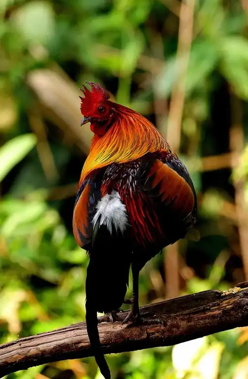 云南普洱芒坝国家二级保护动物原鸡雄姿