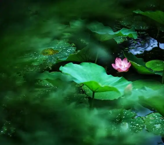 盛夏里微风拂过,片片荷叶轻轻摇曳,绿绿的池塘里一朵朵荷花微笑着