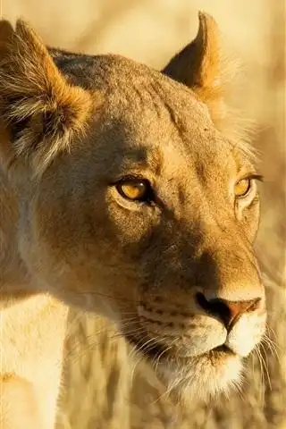 壁纸 狮子,脸,草,阳光 3840x2160 uhd 4k 高清壁纸, 图片, 照片