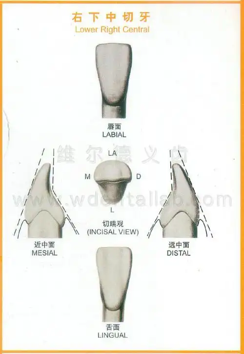 右下中切牙
