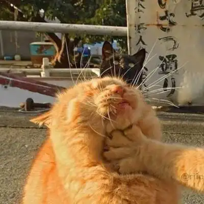 植物多肉 生活百科 搞笑萌宠 人文艺术 设计 古风 壁纸 旅行 头像