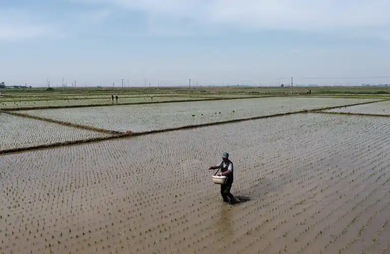 5月27日,唐山海港经济开发区王滩镇农民在田间给水稻秧苗施肥(无人机
