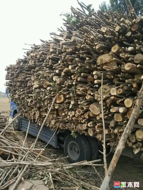 大量收购杂木树枝大柴 果木,杨木,多层板板边. - 批木网