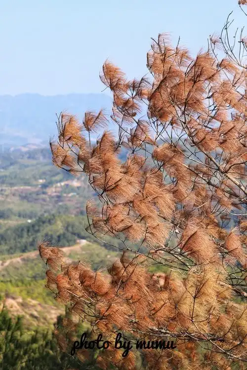 山顶,变红的松针!