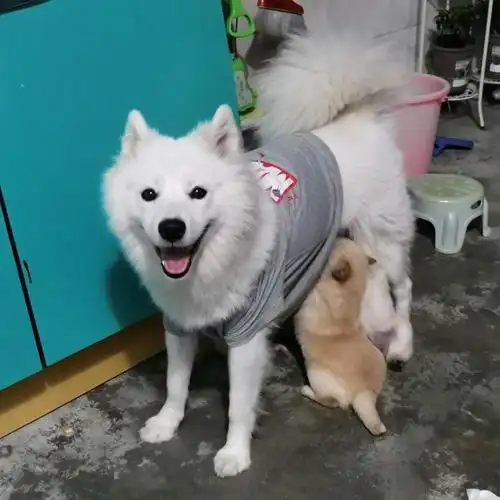 萨摩串串找新家