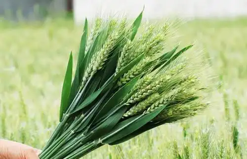 5月,又到烧麦穗吃的季节,这种童年的美食,你多久没吃了?