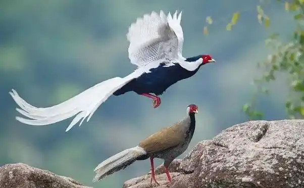 黄岐山惊现广东省鸟山凤凰您见过吗