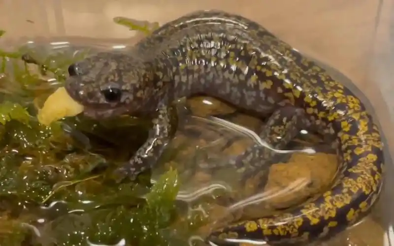 【搬运】饲养日本本土最美丽的山椒鱼:比睿山小鲵/飞弹山椒鱼