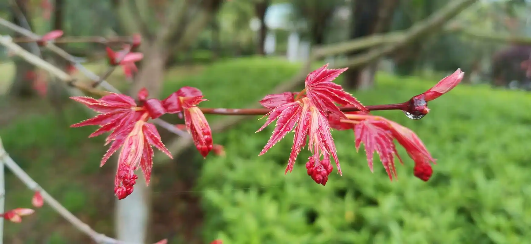 吉安视觉:春天的红枫 鲜红靓丽 美得惊艳