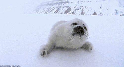 海狮海豹海象海狗象海豹傻傻分不清楚