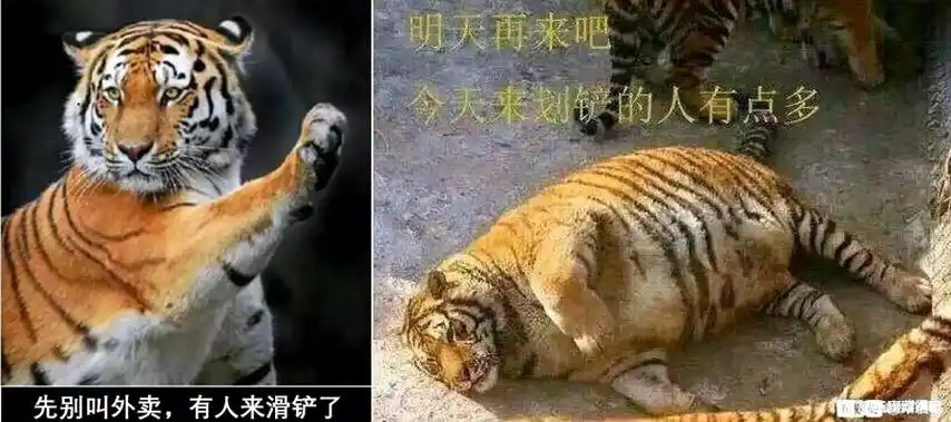 滑铲打虎靠谱吗武松和泰森究竟谁能打死老虎