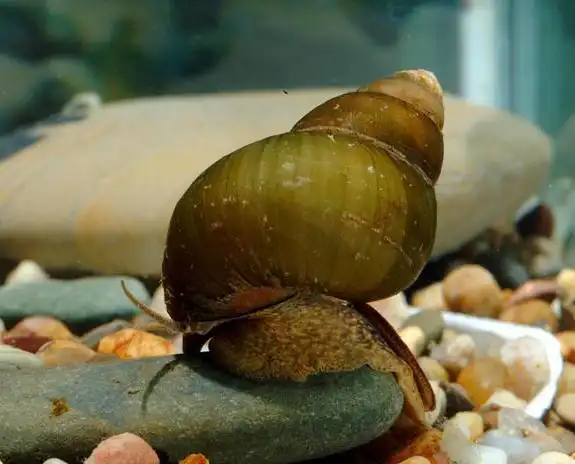 "大姨妈"期间谢绝16种食物 为了你的健康看看吧!